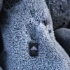 Transform | Silver Gents Moth Dog Tag Pendant